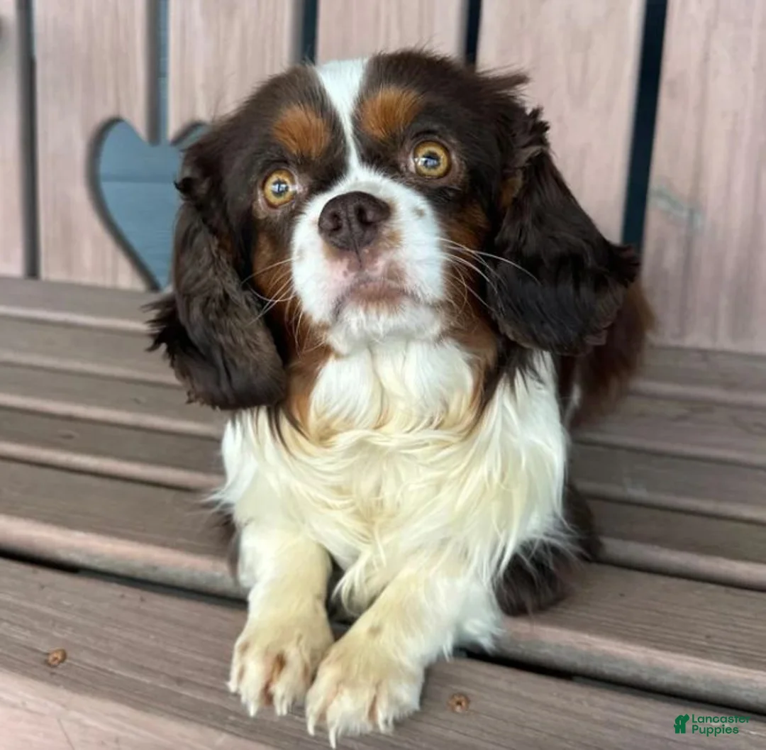 Cavapoo dogs for sale: Sapphire - Ad 4