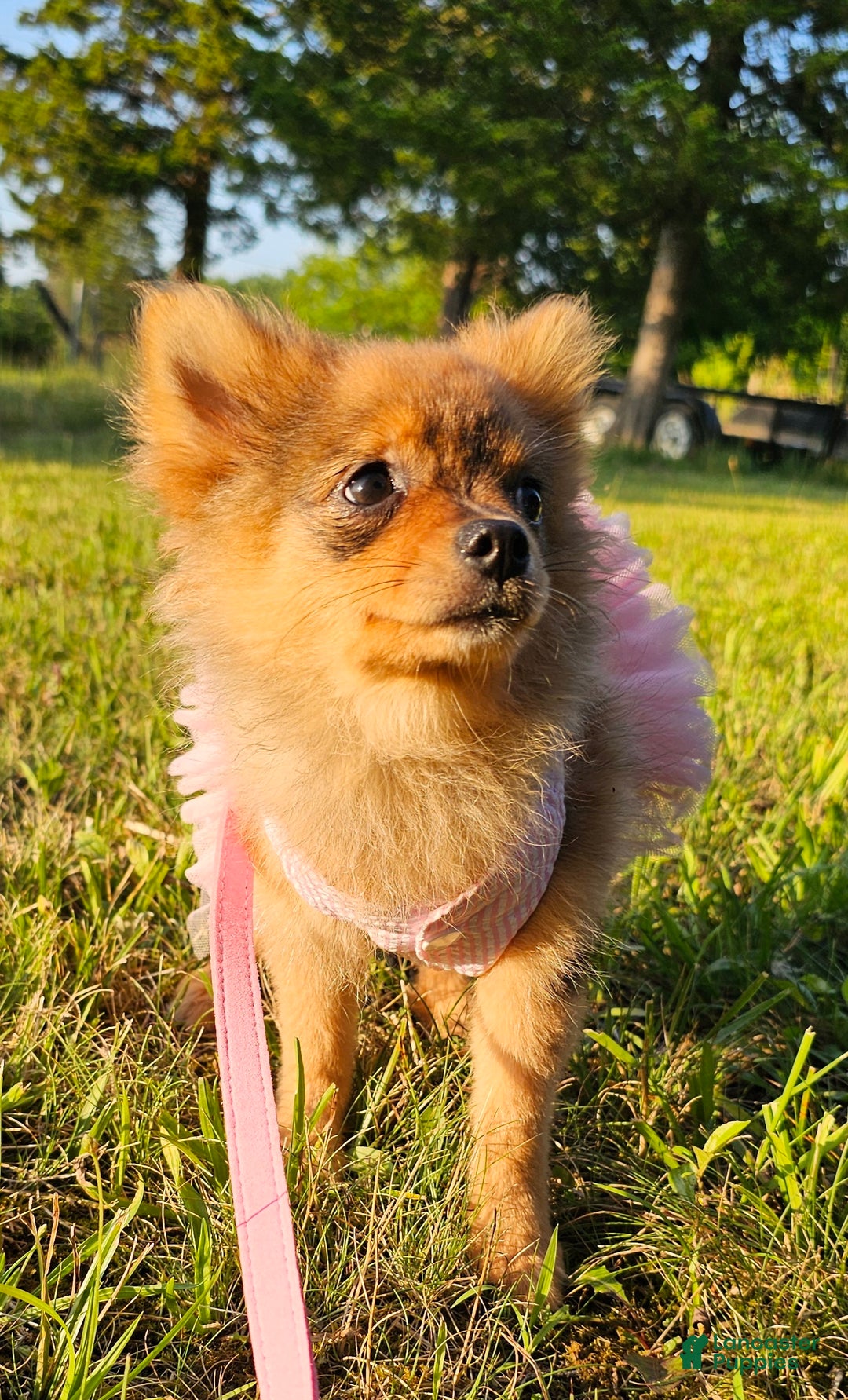 Pomeranian dogs for sale: Kora - Ad 12