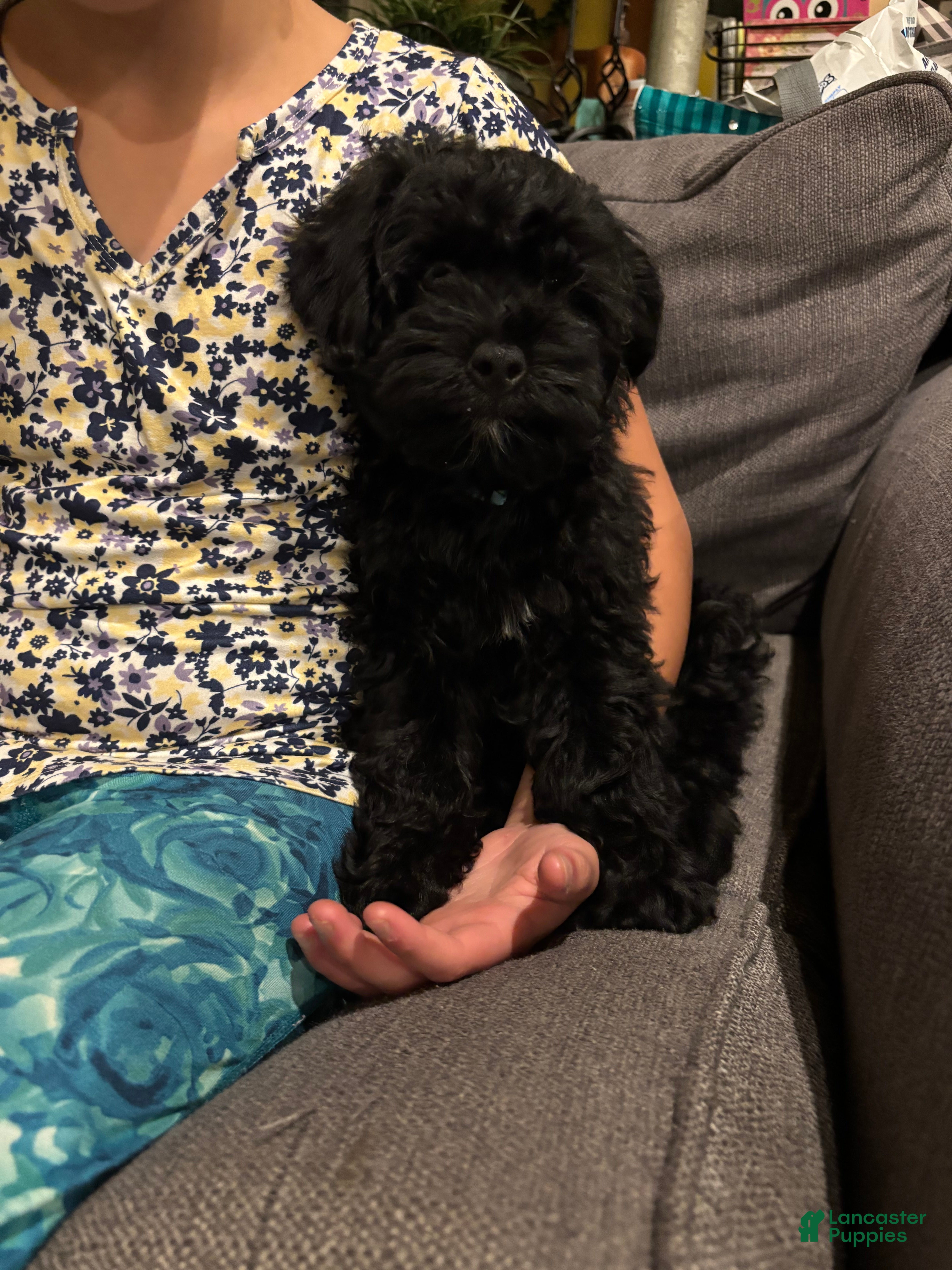 Mini Goldendoodle dogs for sale:  Gunner - Ad 2