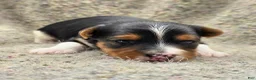 Yorkshire Terrier dogs for sale: Sunny - Ad 8