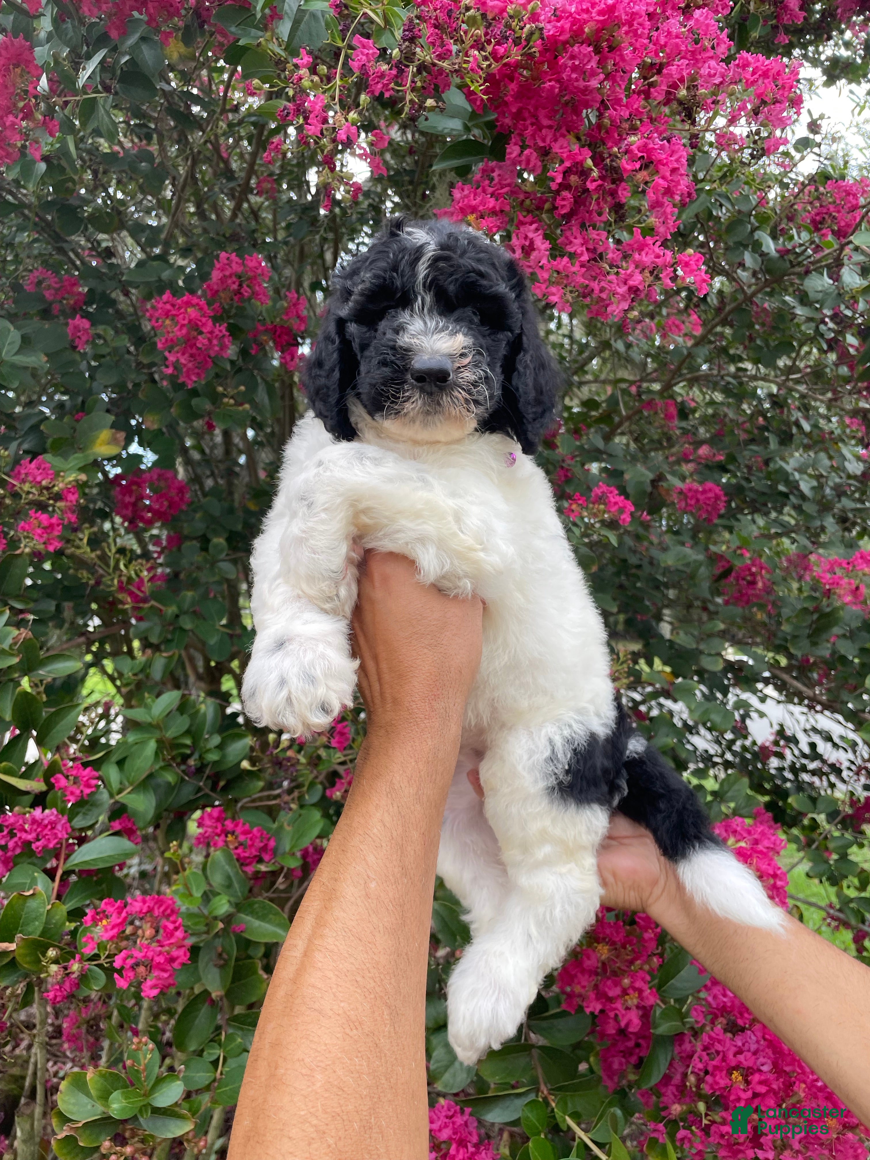 Goldendoodle dogs for sale: Buddy - Ad 1