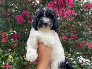 Goldendoodle dogs Buddy - Ad 16