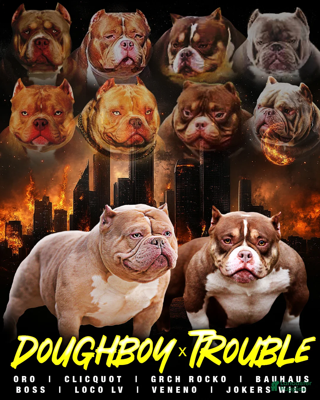 American Bully dogs for sale: Chocolate Merle Male - Ad 7