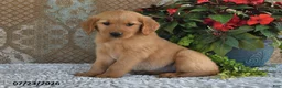 Golden Retriever dogs for sale: Jasmine - Ad 4