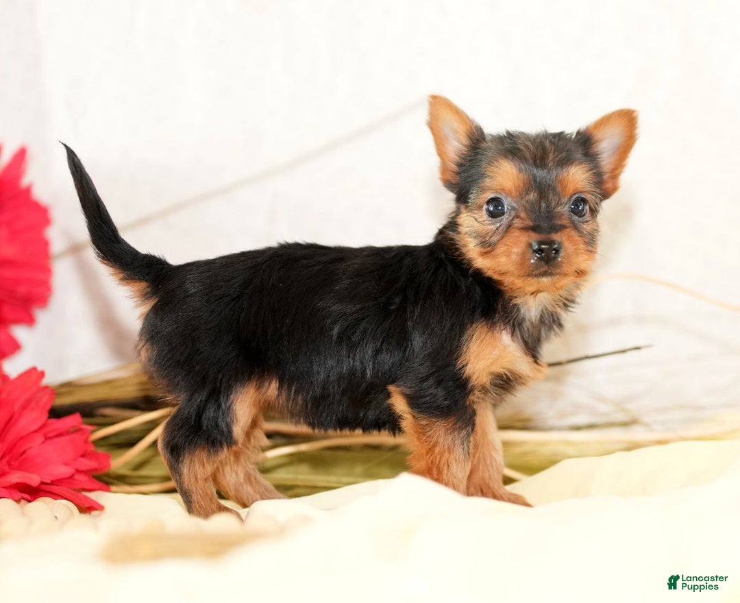 Morkie dogs for sale: Princess - Ad 5