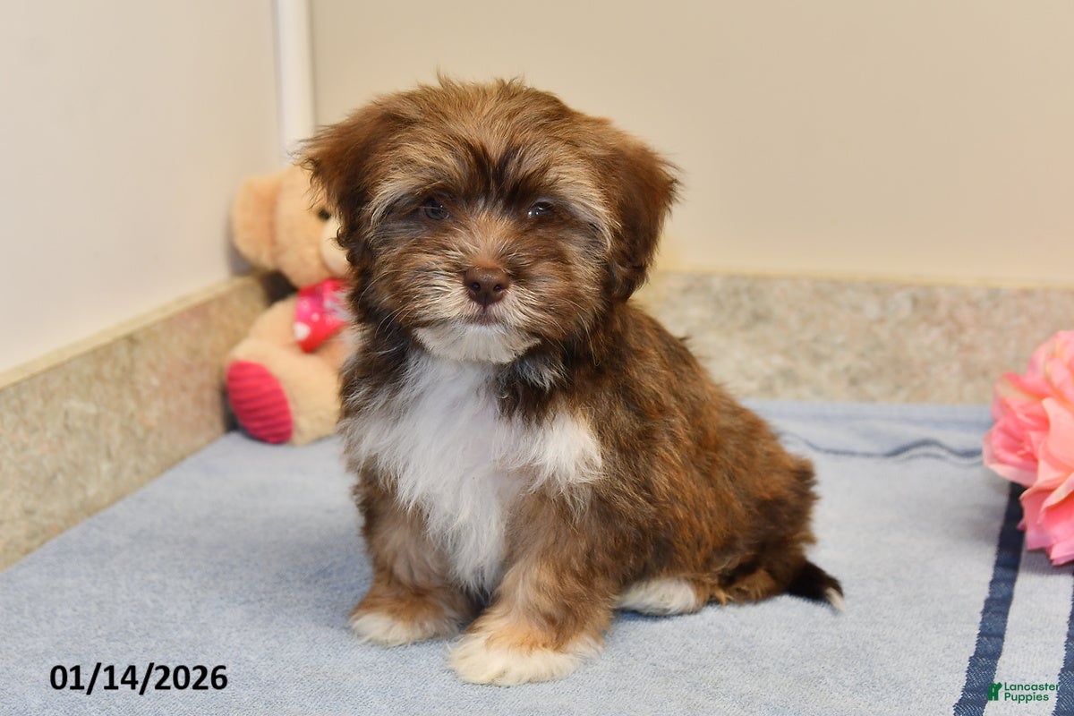 Havanese dogs Buddy - Ad 39
