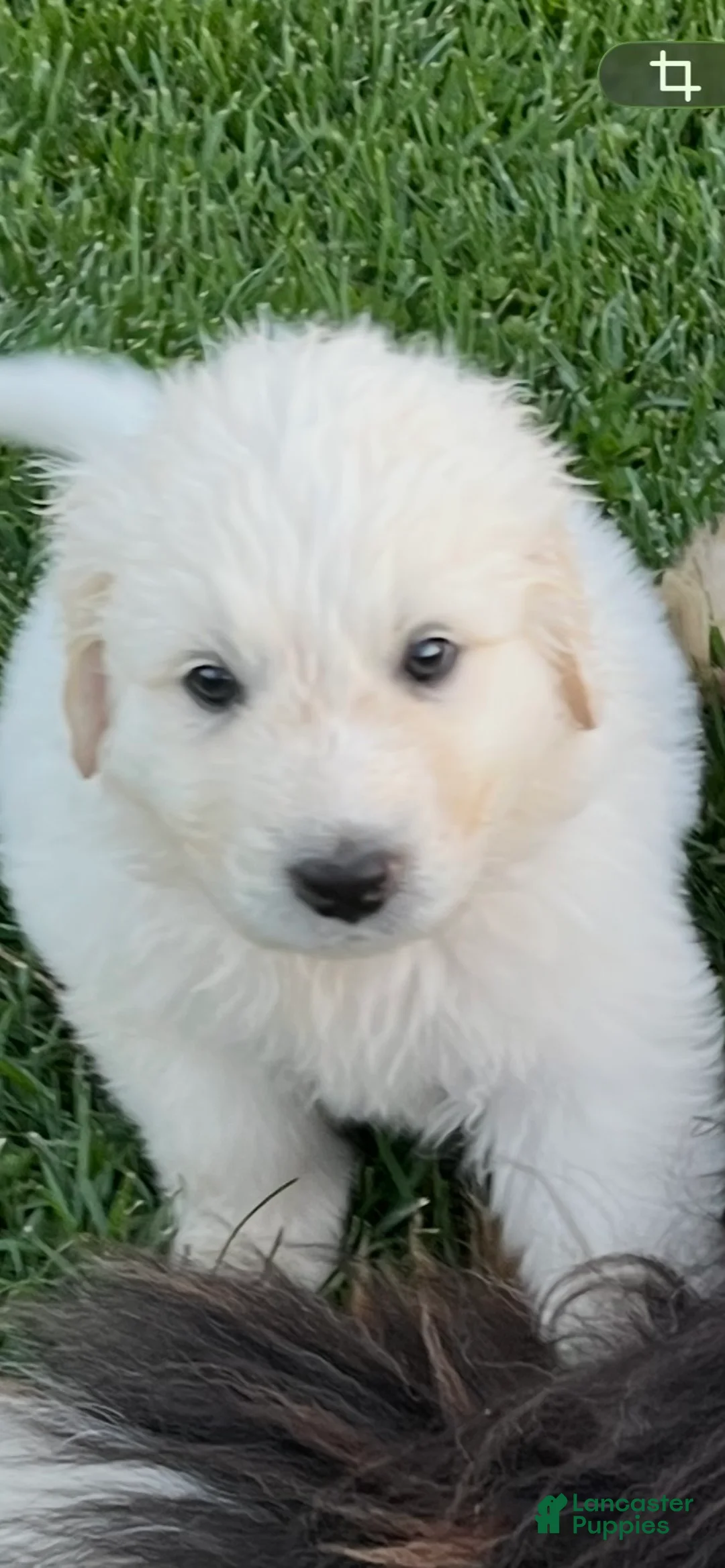 Mixed Breed dogs for sale: Boo Boo - Ad 1