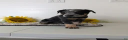 Australian Cattle Dog dogs for sale: Jack  - Ad 8