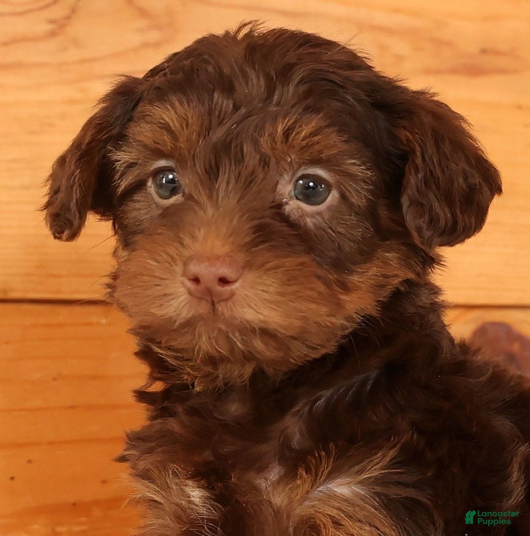 Yorkiepoo dogs for sale: Drew - Ad 9