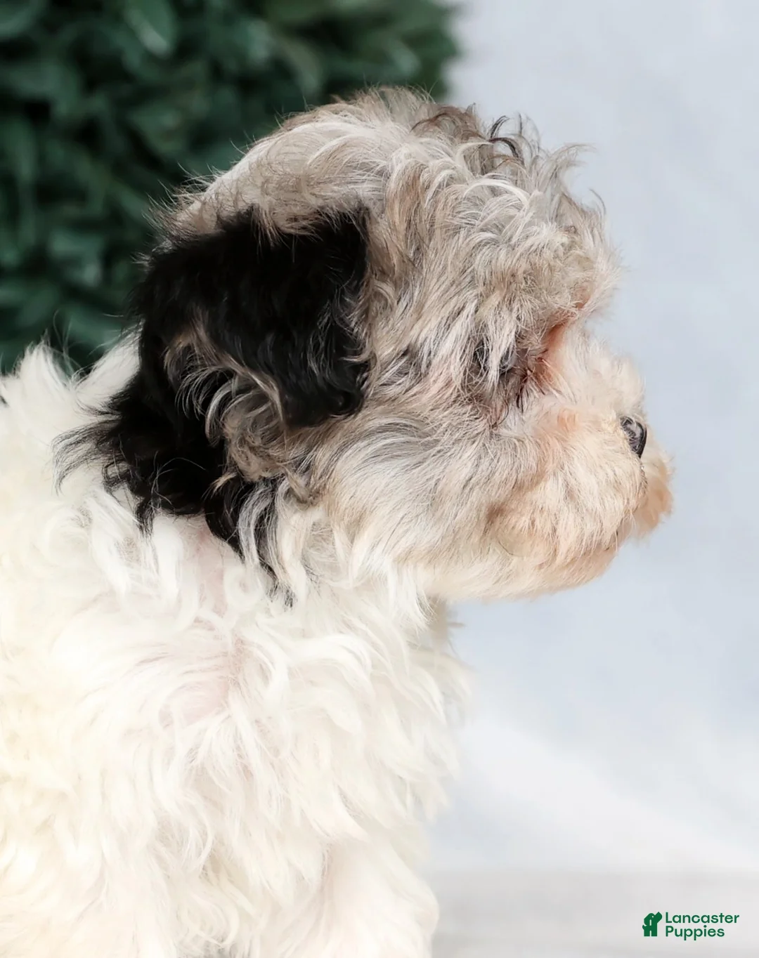 Havapoo dogs for sale: Jill - Ad 9