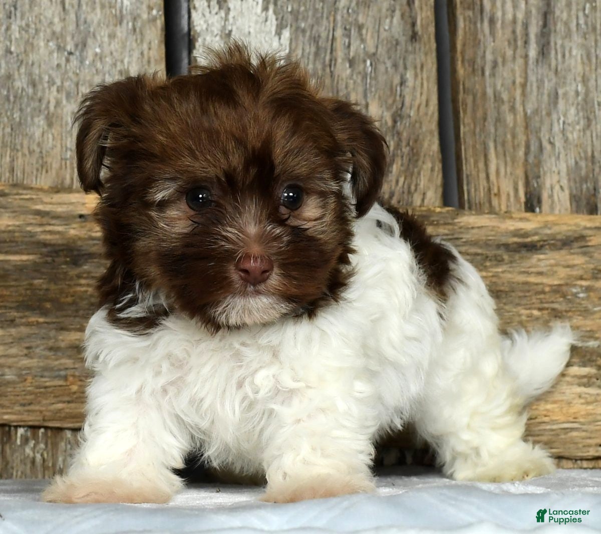 Havanese dogs Freddy - Ad 41