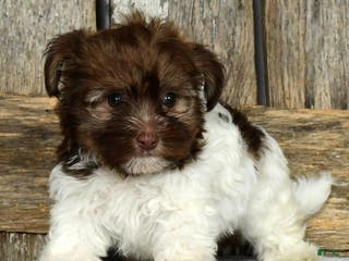 Havanese dogs Freddy - Ad 42