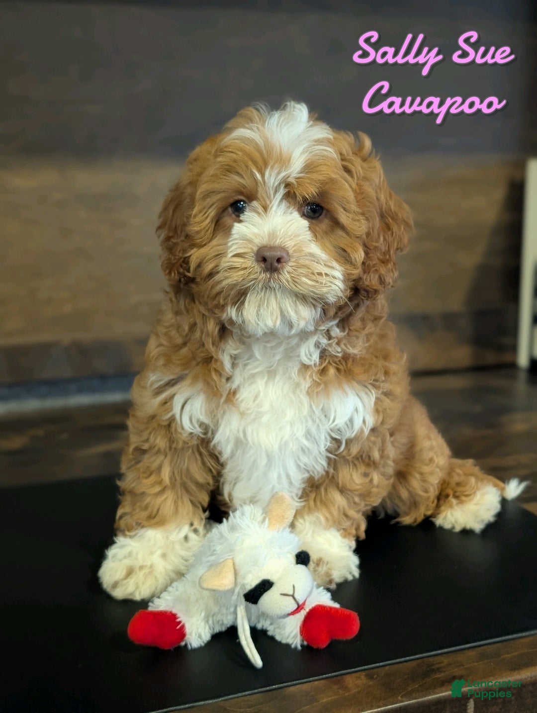 Cavapoo dogs for sale: Sally Sue - Ad 1