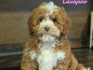 Cavapoo dogs Sally Sue - Ad 21