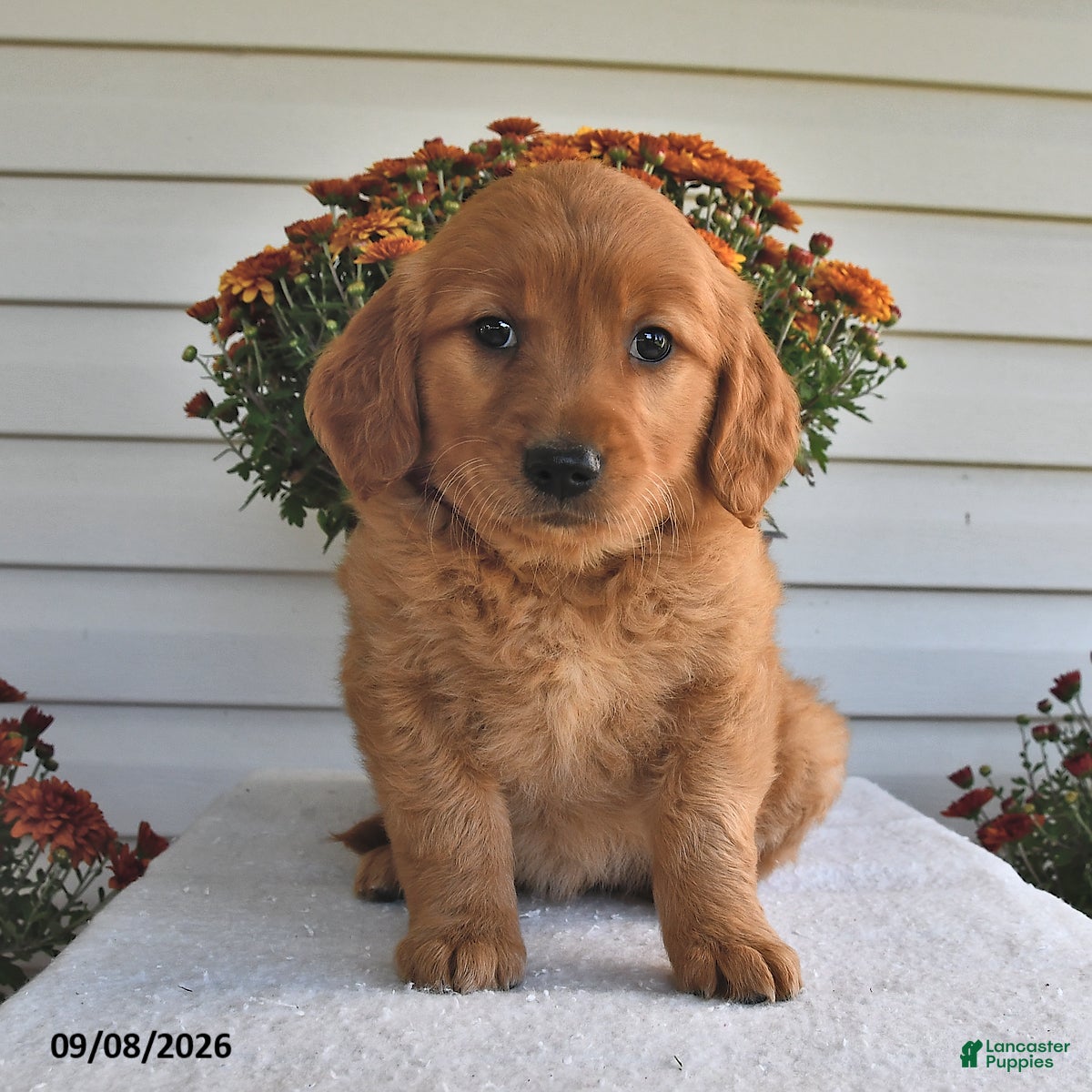 Golden Retriever dogs for sale: Blessing  - Ad 4