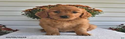 Golden Retriever dogs for sale: Blessing  - Ad 1