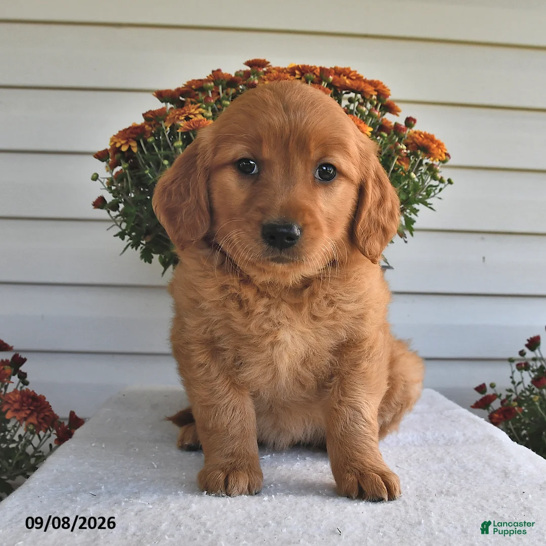 Golden Retriever dogs for sale: Blessing  - Ad 1