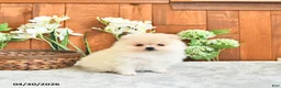 Pomeranian dogs for sale: Prince     EXTRA SMALL - Ad 4