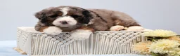 Mini Bernedoodle dogs for sale: Frisco  - Ad 9