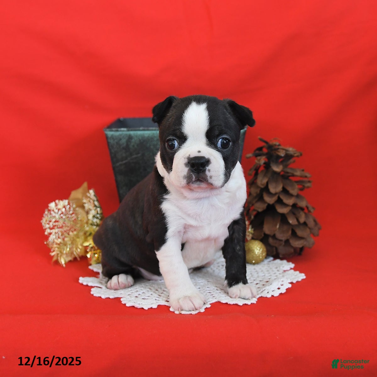 Boston Terrier dogs Mistletoe - Ad 8