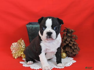 Boston Terrier dogs Mistletoe - Ad 8
