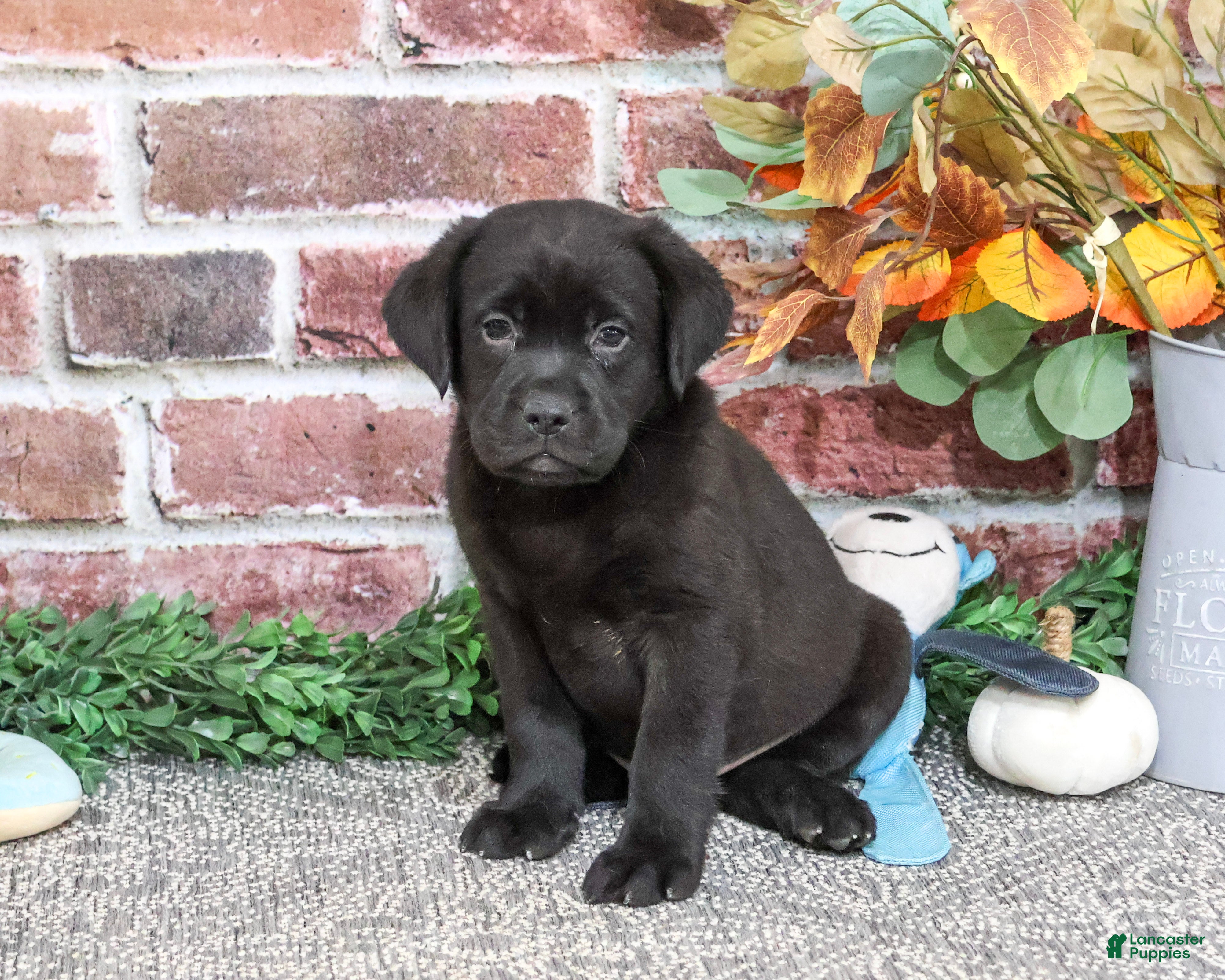 Labrador Retriever dogs for sale: Moonstone - Ad 1