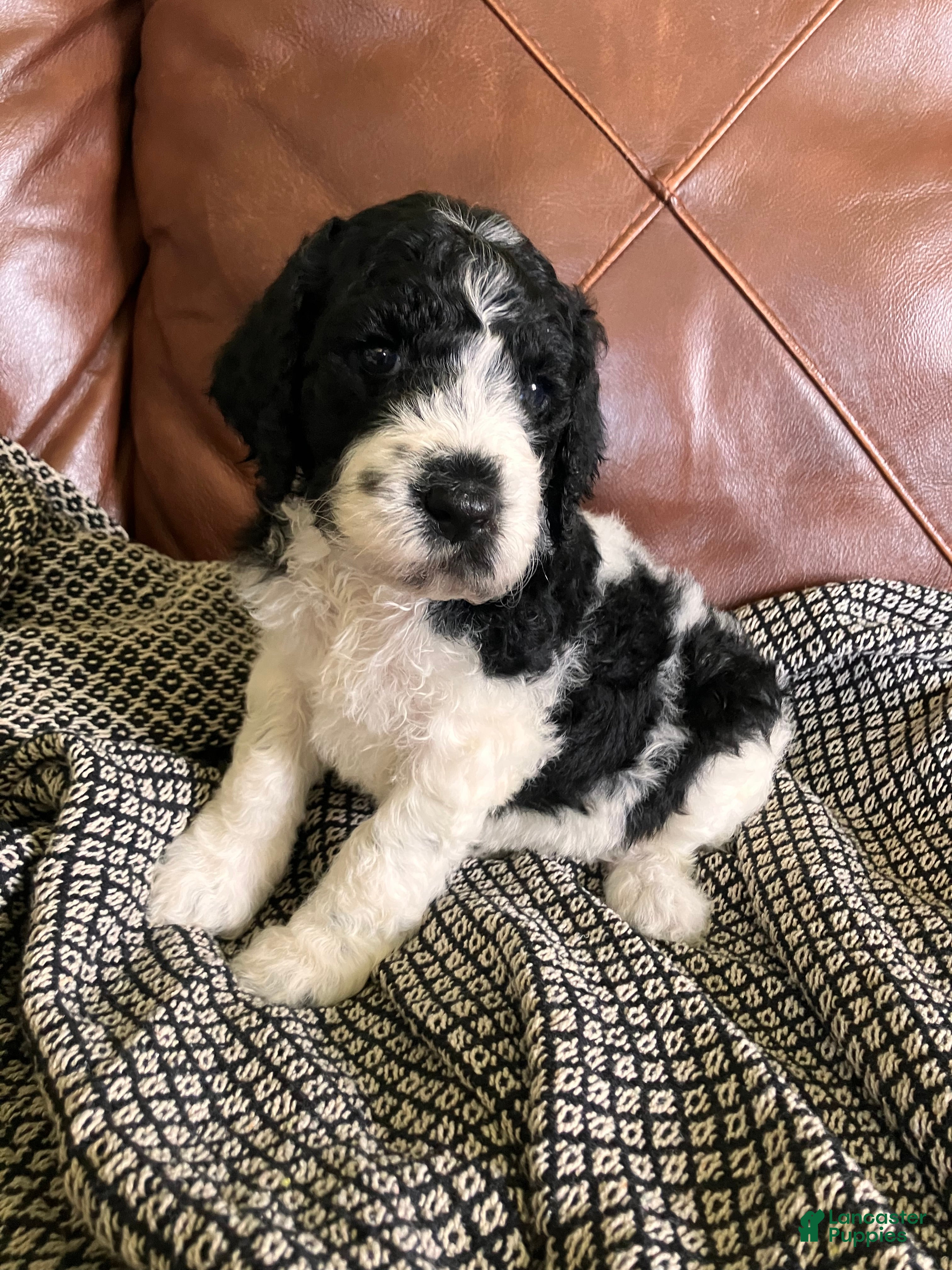 Labradoodle dogs Fancy - Ad 1