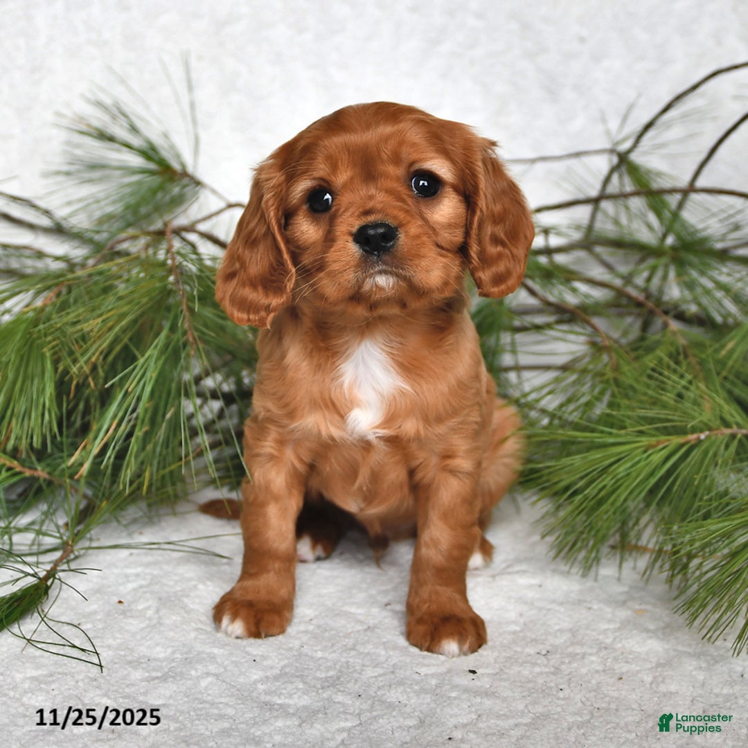 Cavalier King Charles Spaniel dogs for sale: Archer- (chocolate carrier) - Ad 2