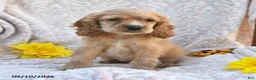 English Cocker Spaniel dogs for sale: Roger Lee - Ad 4