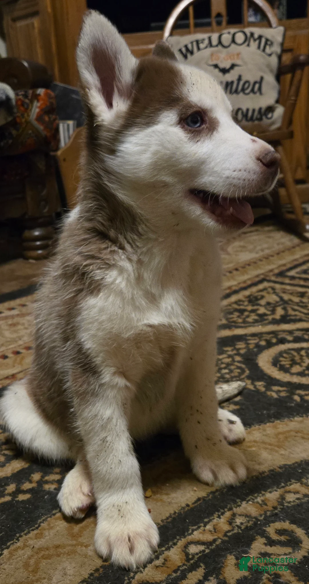Siberian Husky dogs for sale: Cassidy - Ad 4