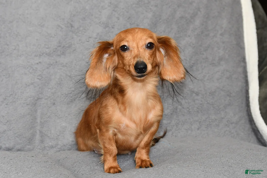 Miniature Dachshund dogs for sale: Jesse - Ad 6
