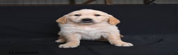 Golden Retriever dogs for sale: Robin  - Ad 2