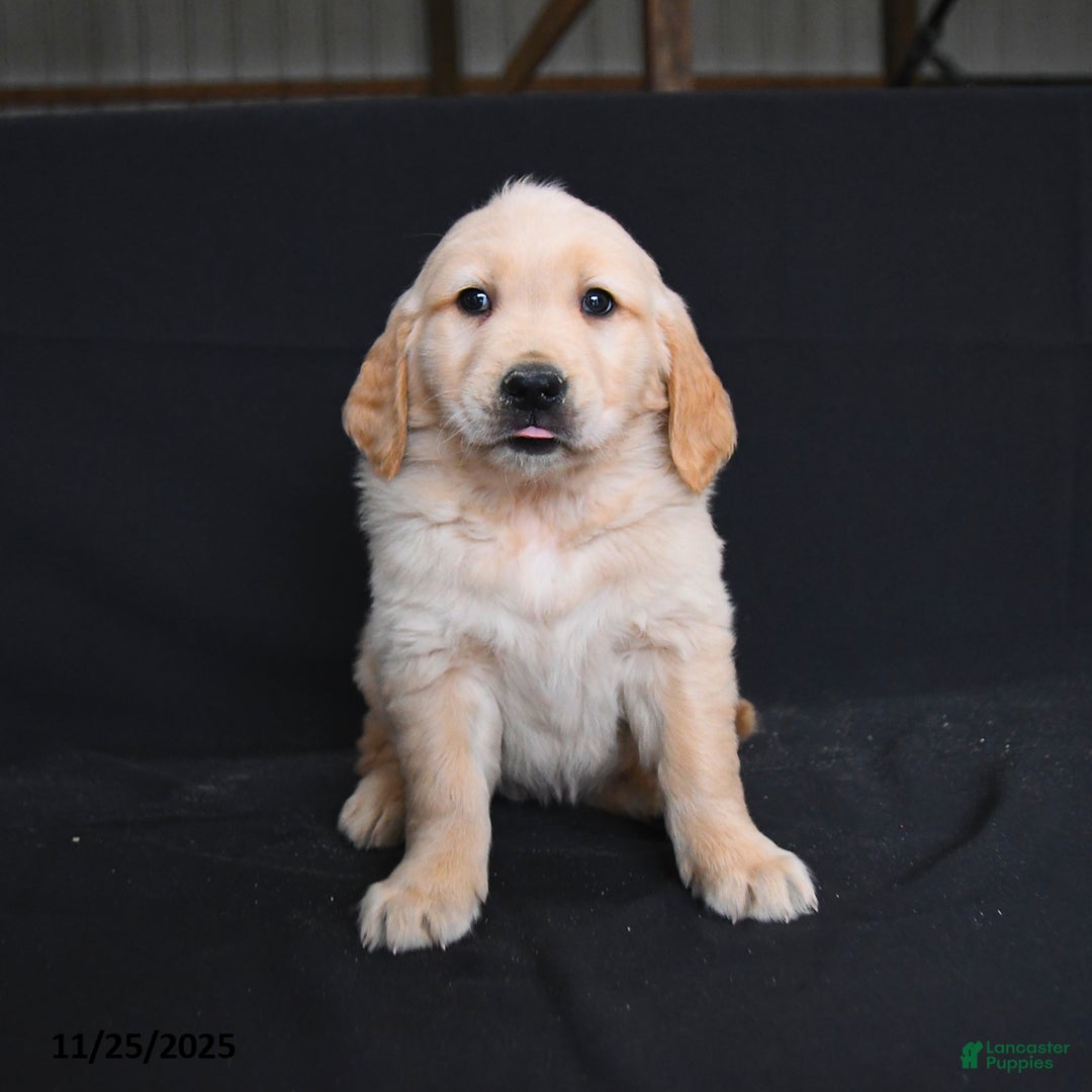 Golden Retriever dogs for sale: Robin  - Ad 2