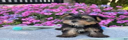 Yorkshire Terrier dogs for sale: Ivy - Ad 16