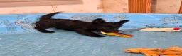 Scottish Terrier dogs for sale: Shadows - Ad 3