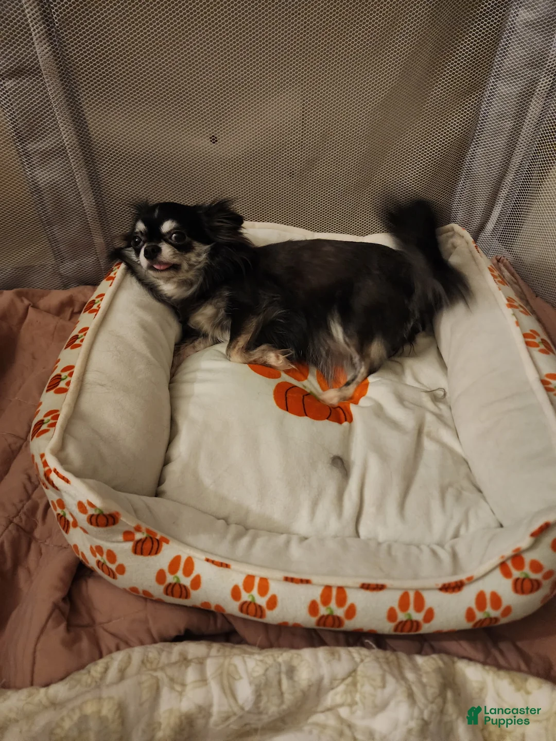 Chihuahua dogs for sale: Toy mini - Ad 9