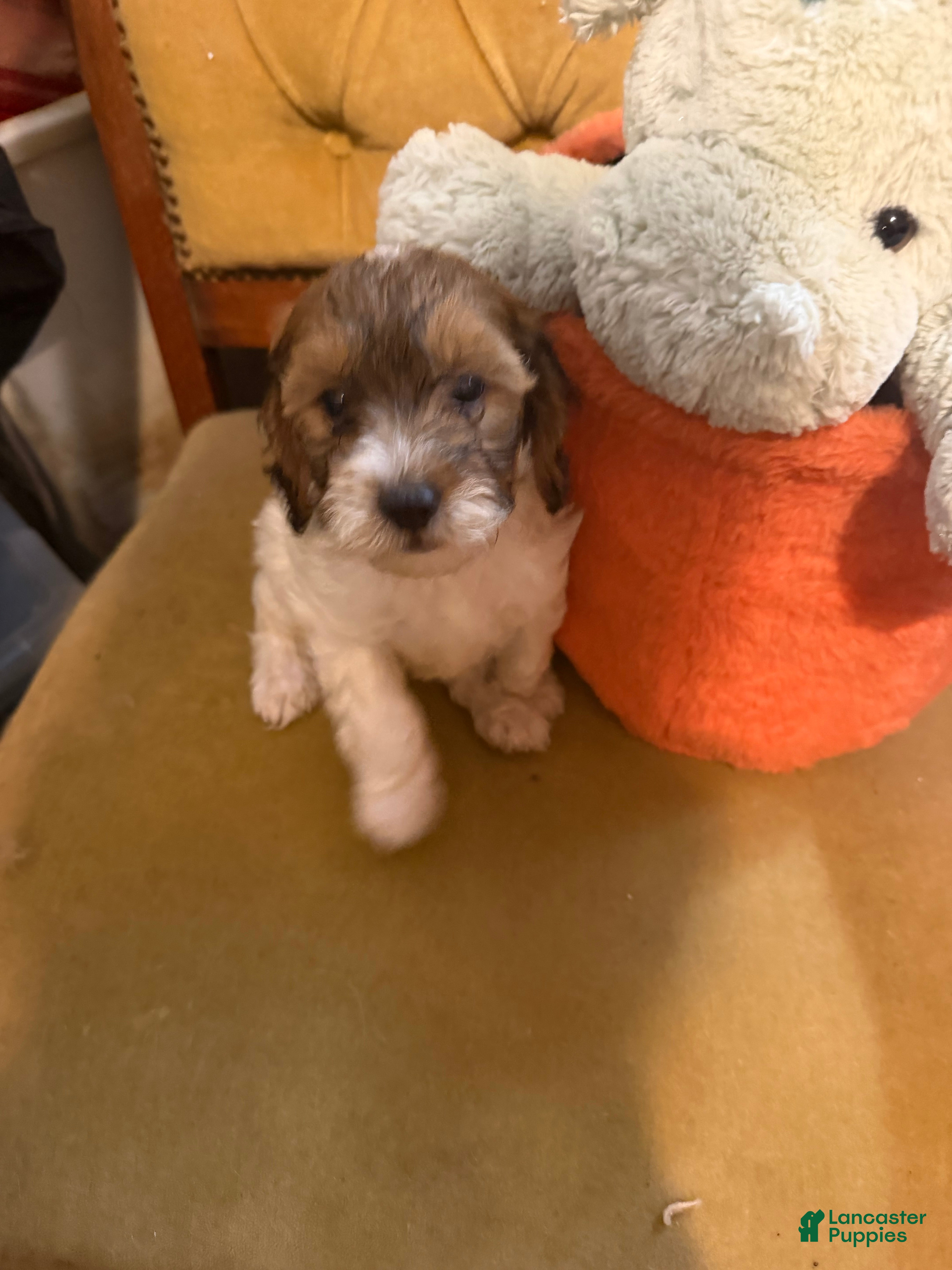 Lhasapoo dogs LaBraun - Ad 2