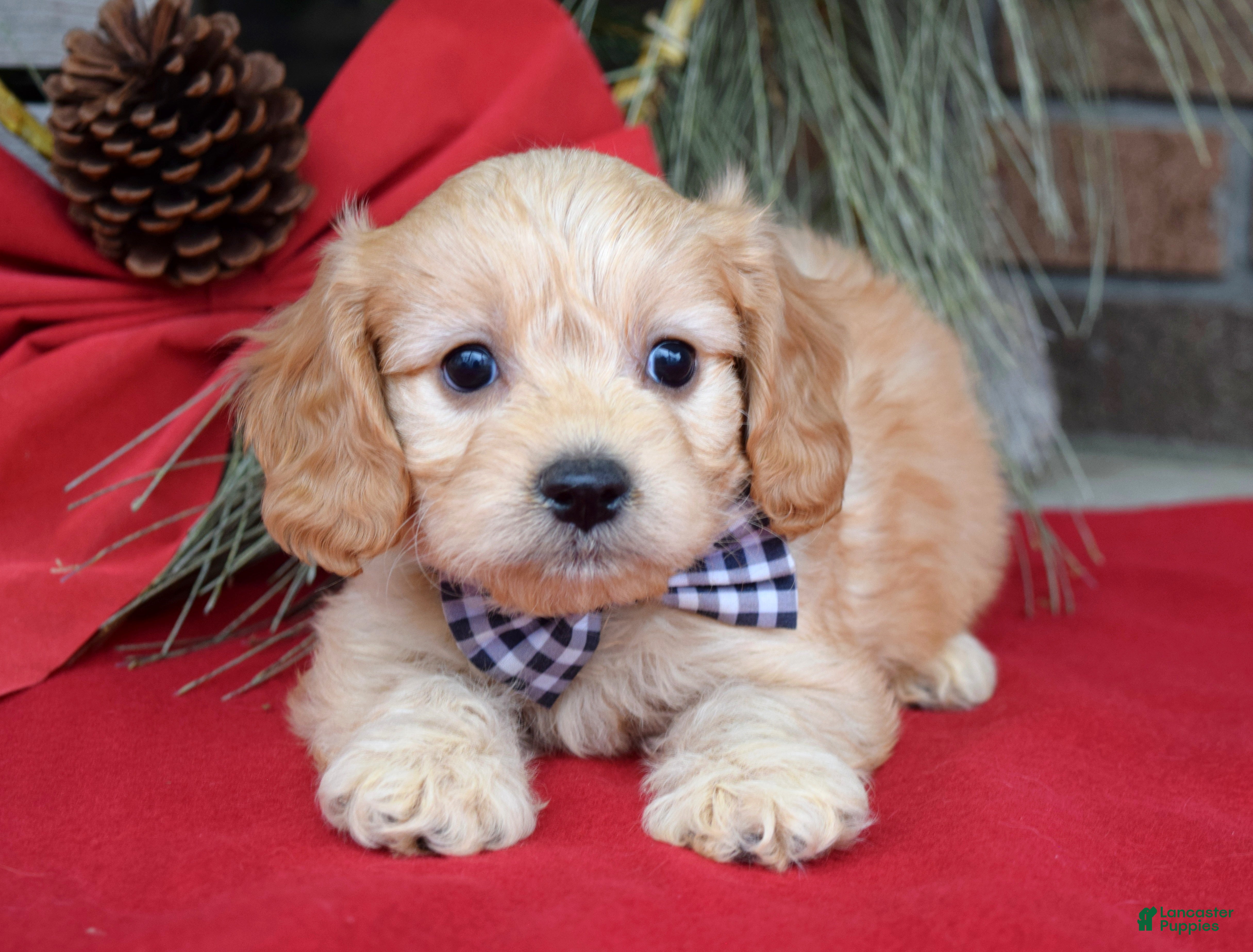 Cavachon dogs Conner - Ad 6