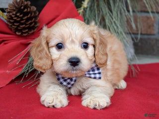 Cavachon dogs Conner - Ad 6