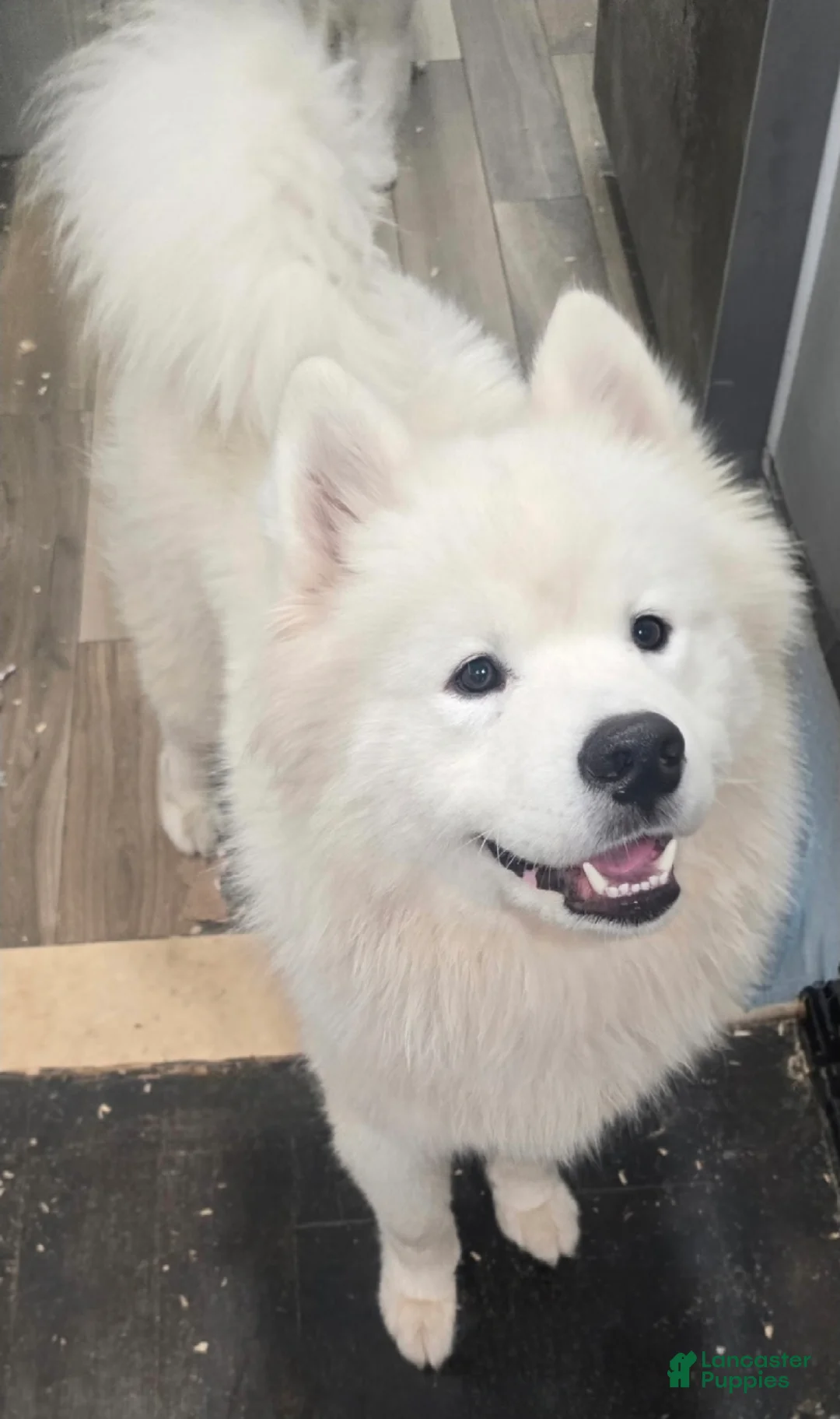 Samoyed dogs for sale: Samoyed Male 1 - Ad 1