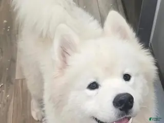 Samoyed dogs for sale: Samoyed Male 1 - Ad 3