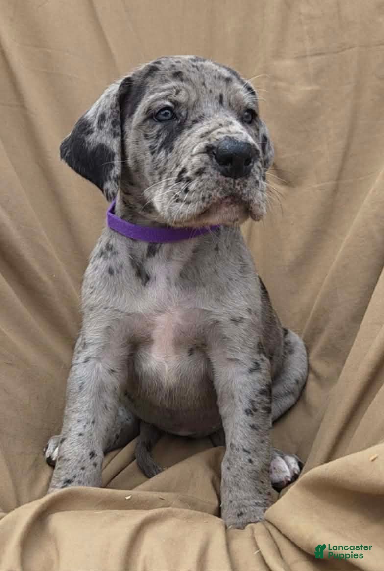Great Dane dogs Purple collar beautiful merle female  - Ad 1