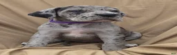 Great Dane dogs for sale: Purple collar beautiful merle female  - Ad 1