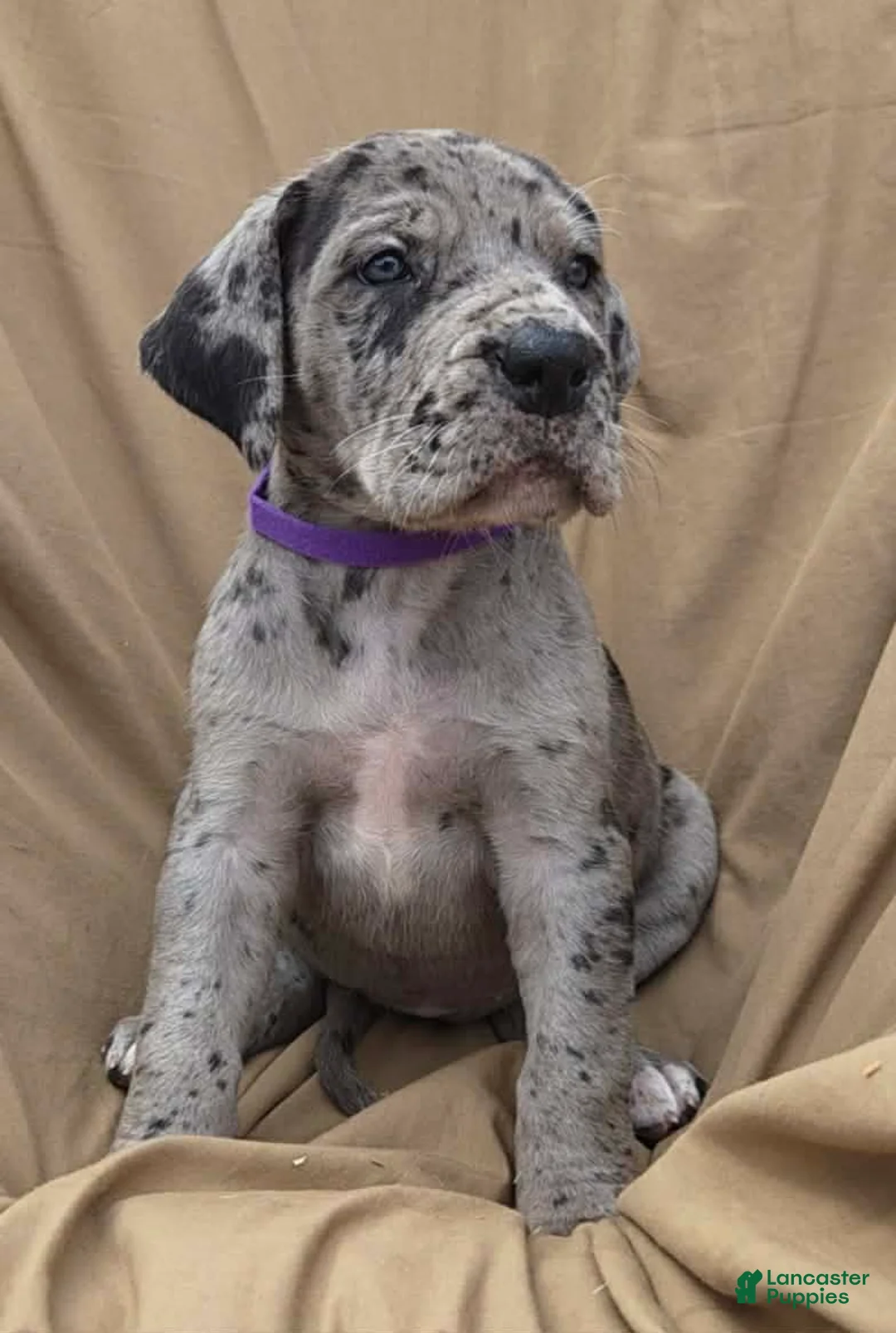 Great Dane dogs for sale: Purple collar beautiful merle female  - Ad 1