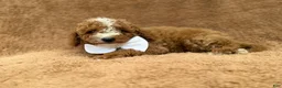 Mini Goldendoodle dogs for sale: Lane - Ad 3