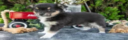Chihuahua dogs for sale: Pepsi - Ad 2
