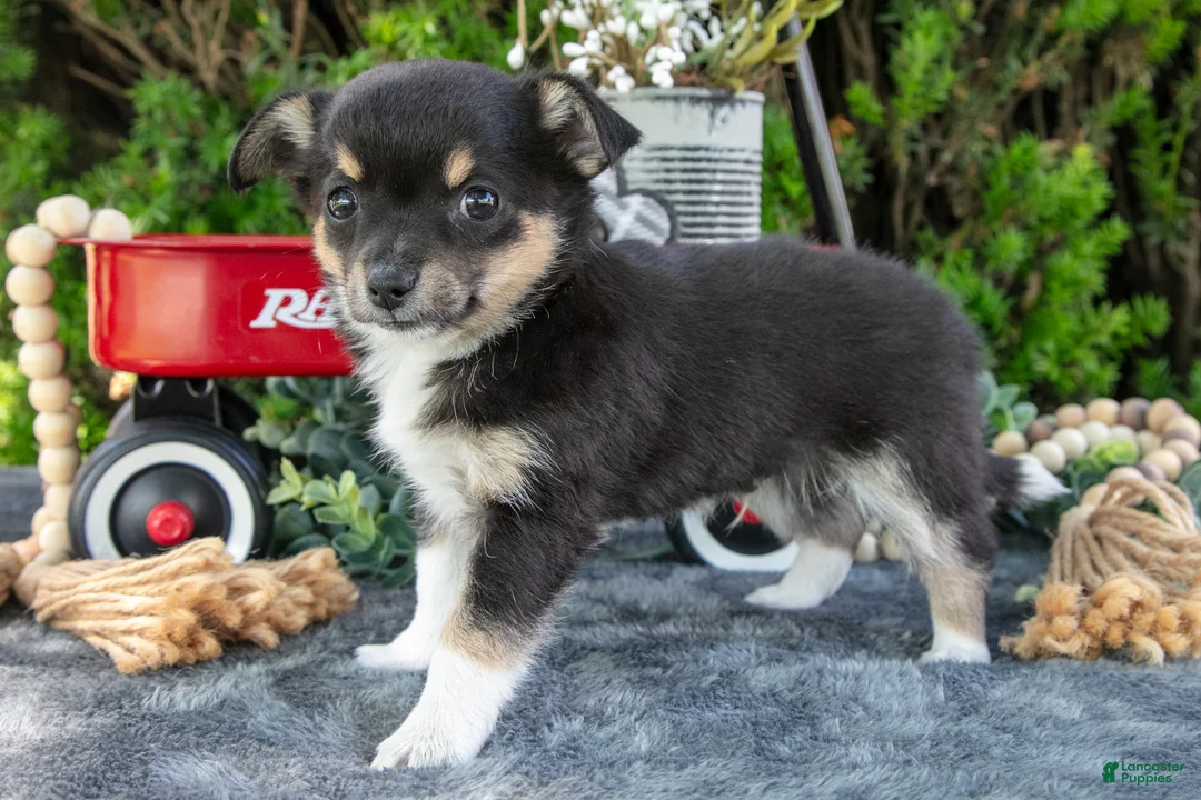 Chihuahua dogs for sale: Pepsi - Ad 2
