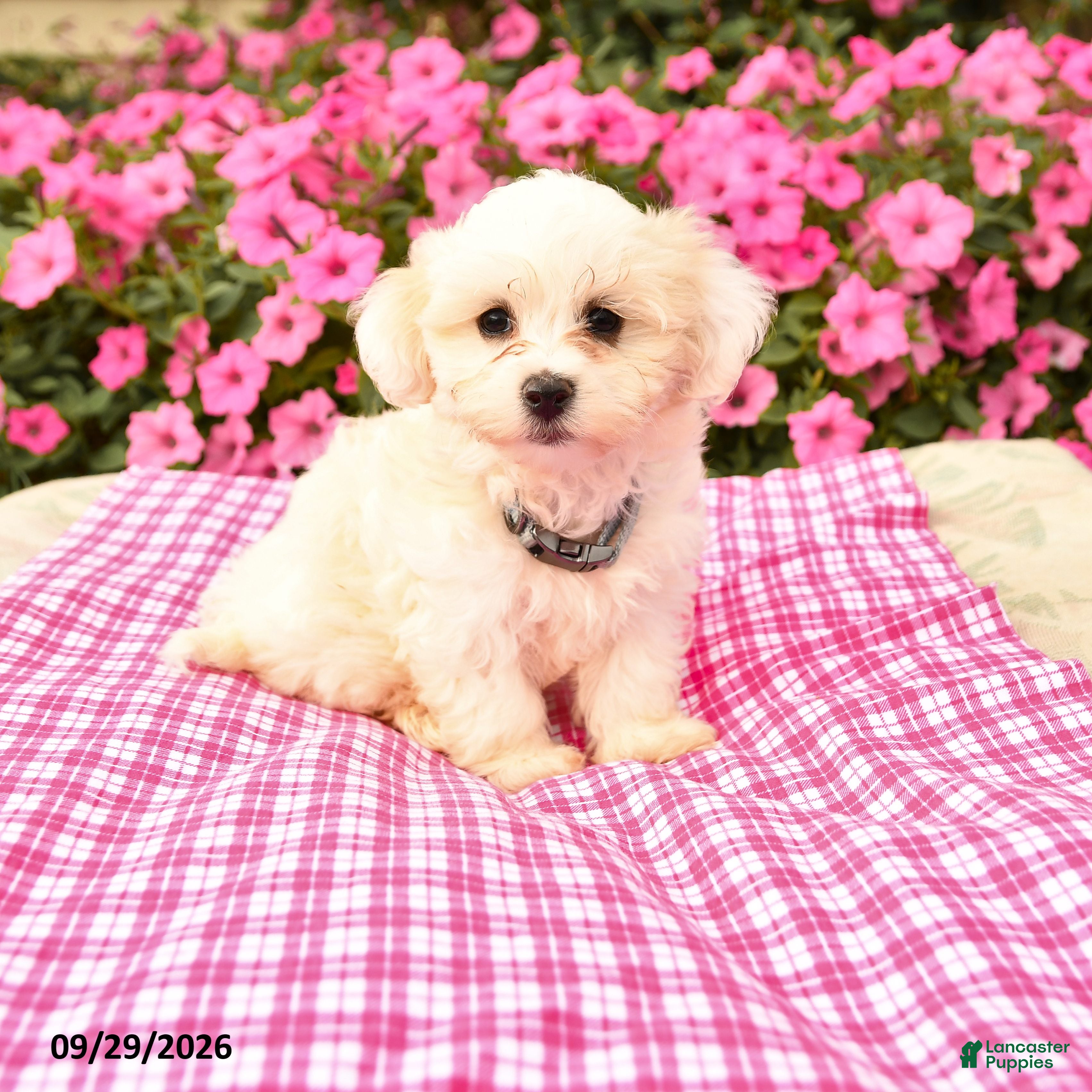 Maltipoo dogs Oscar - Ad 1