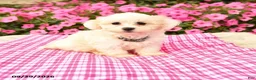 Maltipoo dogs for sale: Oscar - Ad 1