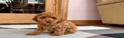 Cockapoo dogs for sale: Curtis - Ad 7